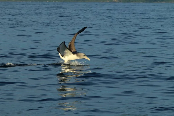 Albatros Salvin Thalassarche Salvini Mar Nueva Zelanda — Foto de Stock