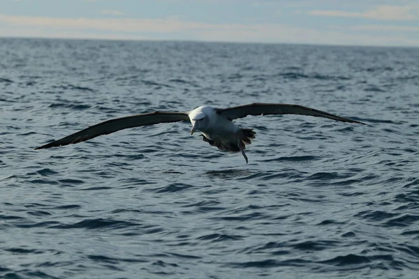 Salvin Albatross Thalassarche Salvini Mar Nova Zelândia — Fotografia de Stock