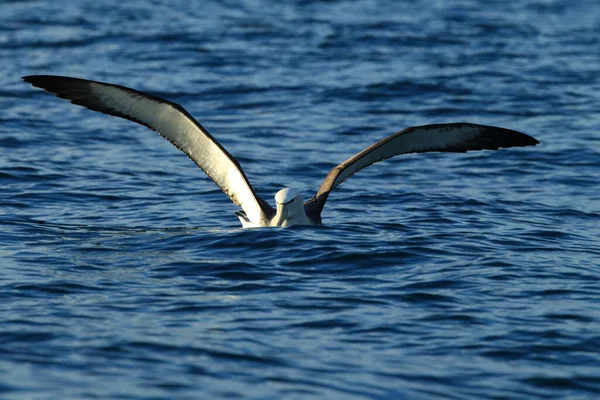 Salvin Albatross Thalassarche Salvini Mar Nova Zelândia — Fotografia de Stock