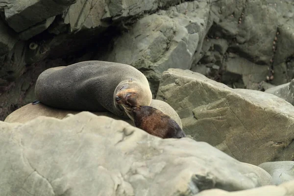 Nieuw Zeelandse Zeeleeuw Phocarctos Hookeri Cub Nieuw Zeeland — Stockfoto