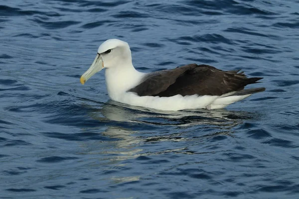 Albatross Salvin Thalassarche Salvini Mare Nuova Zelanda — Foto Stock