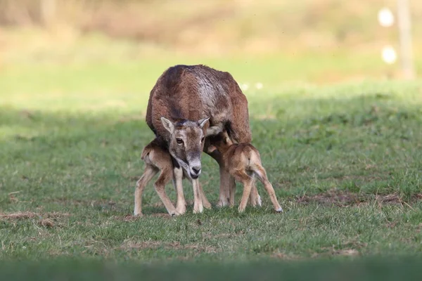 European Moufflon Ovis Orientalis Лугу Дикій Тварині Природному Середовищі Саксонія — стокове фото