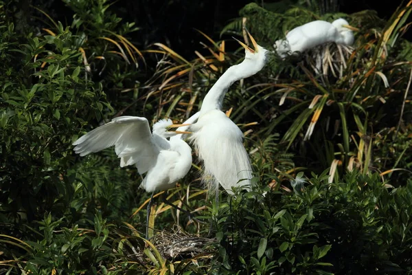 Колонія Great Egret Whataroa New Zealand — стокове фото
