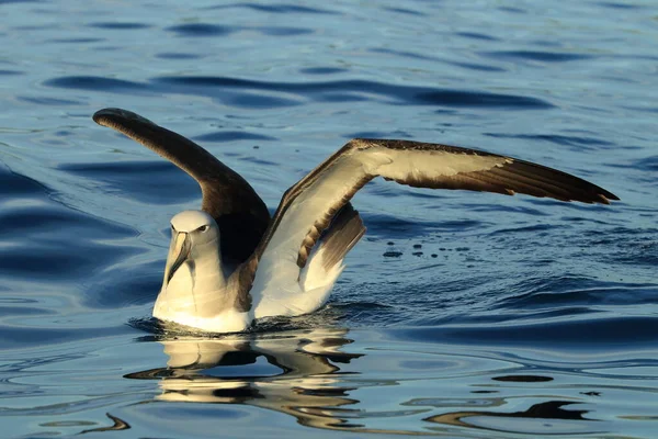 Salvins Albatross Thalassarche Salvini Till Havs Nya Zeeland — Stockfoto
