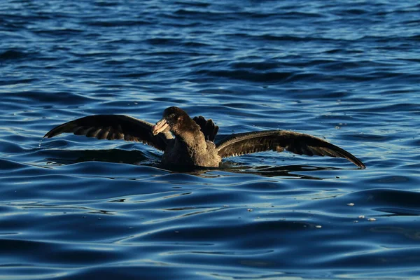 Kuzey Devi Petrel Makronectes Halli — Stok fotoğraf