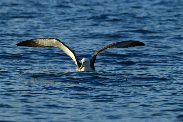 Albatros Salvin Thalassarche Salvini Mar Nueva Zelanda — Foto de Stock