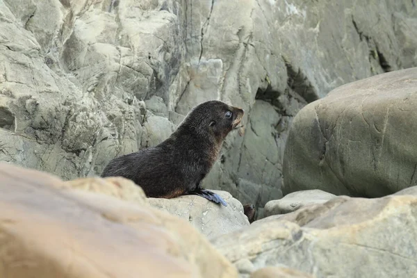 New Zealand Sea Lion Phocarctos Hookeri Cub New Zealand — Φωτογραφία Αρχείου