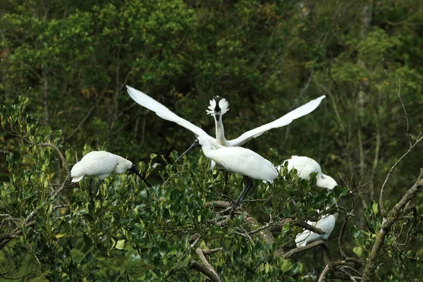 Królewski Spoonbill Gniazduje Ujścia Rzeki Waitangiroto Lesie Deszczowym Zachodnie Wybrzeże — Zdjęcie stockowe