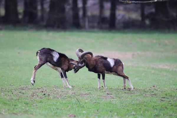 Moufflon Europeo Ovis Orientalis Sulle Praterie Animali Selvatici Nell Habitat — Foto Stock