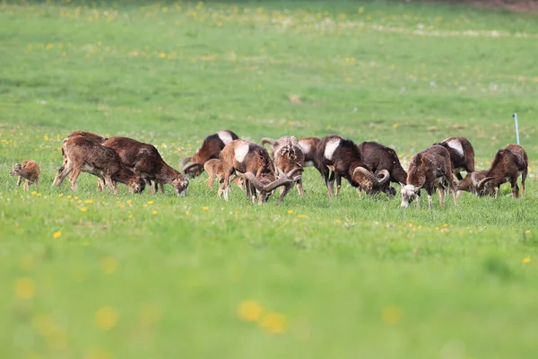 Moufflon Européen Ovis Orientalis Sur Les Prairies Animaux Sauvages Dans — Photo