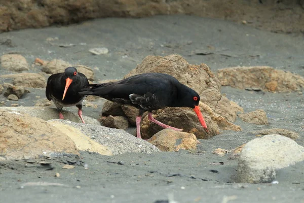 新西兰 非洲牡蛎捕猎者或非洲黑色牡蛎捕猎者 Haematopus Moquini — 图库照片