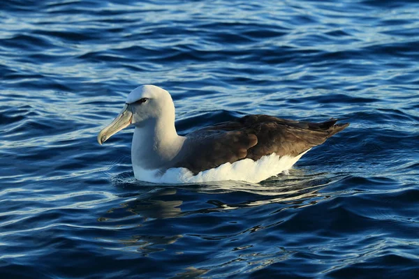 Salvin Albatross Thalassarche Salvini Tengeren Zéland — Stock Fotó