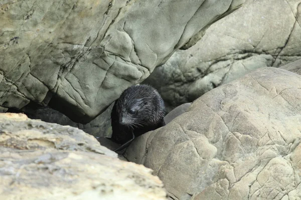 New Zealand Sea Lion Phocarctos Hookeri Cub New Zealand — Stock Photo, Image