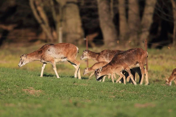 Mufflon Ovis Orientalis Auf Der Weide Wildtier Naturraum Sachsen Deutschland — Stockfoto