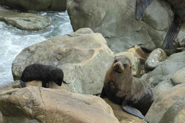 New Zealand Sea Lion Phocarctos Hookeri Cub New Zealand — Φωτογραφία Αρχείου