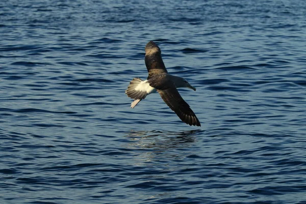 Salvin Albatross Thalassarche Salvini Mar Nova Zelândia — Fotografia de Stock