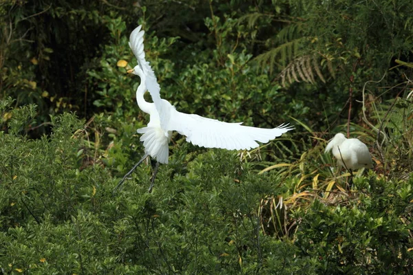 Колонія Great Egret Whataroa New Zealand — стокове фото