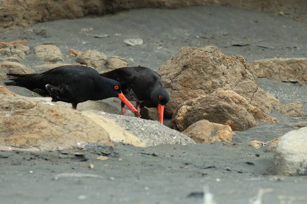 新西兰 非洲牡蛎捕猎者或非洲黑色牡蛎捕猎者 Haematopus Moquini — 图库照片