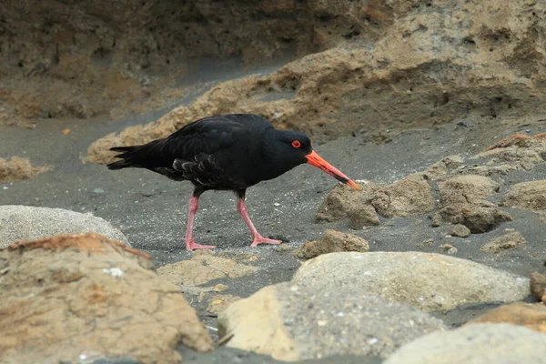 African Oystercatcher African Black Oystercatcher Haematopus Moquini Новая Зеландия — стоковое фото