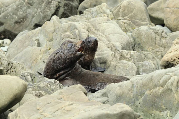 Nový Zéland Lachtan Phocarctos Hookeri Cub Nový Zéland — Stock fotografie