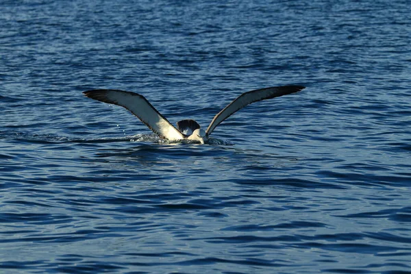 Salvin Albatross Thalassarche Salvini Tengeren Zéland — Stock Fotó