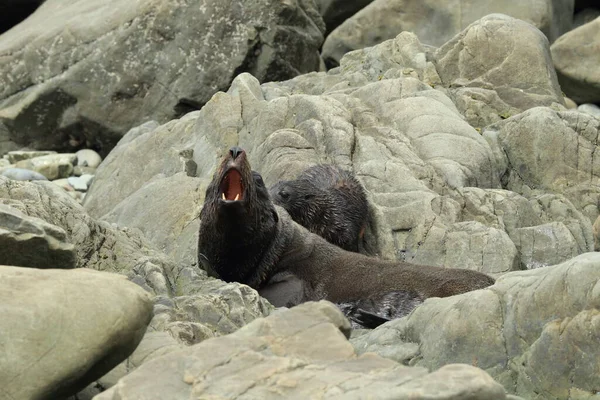 New Zealand Sea Lion Phocarctos Hookeri Cub New Zealand — Stock Photo, Image