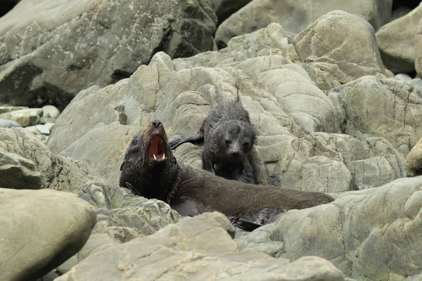 León Marino Nueva Zelanda Phocarctos Hookeri Cub Nueva Zelanda —  Fotos de Stock