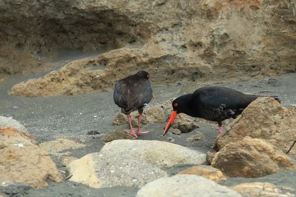 African Oystercatcher African Black Oystercatcher Haematopus Moquini New Zealand — Stock Photo, Image