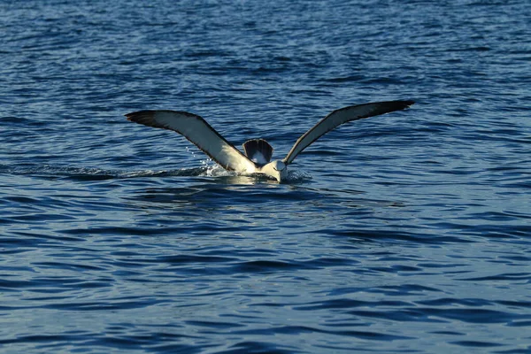 Albatros Salvin Thalassarche Salvini Mar Nueva Zelanda —  Fotos de Stock