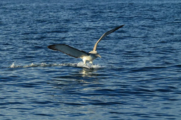 Salvin Albatross Thalassarche Salvini Στη Θάλασσα Νέα Ζηλανδία — Φωτογραφία Αρχείου