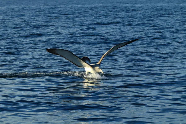 Salvin Albatross Thalassarche Salvini Mar Nova Zelândia — Fotografia de Stock