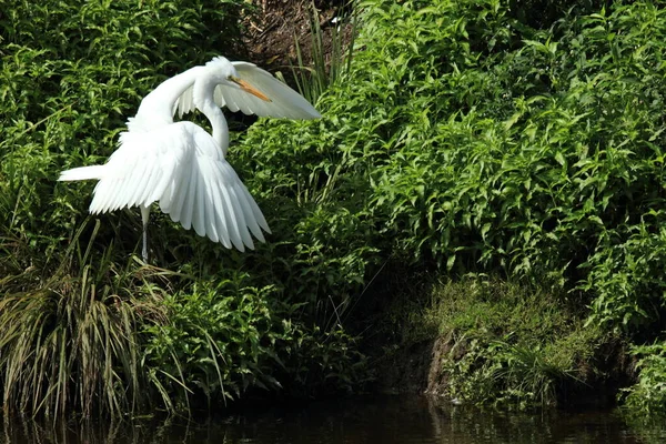 Great Egret Colony Whataroa New Zealand — Stock Photo, Image