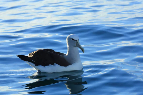 Salvin Albatros Thalassarche Salvini Auf See Neuseeland — Stockfoto