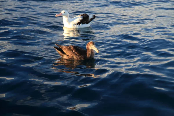 Nordjätten Petrel Macronectes Halli — Stockfoto