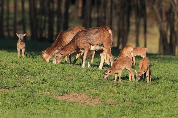 European Moufflon Ovis Orientalis Grassland Wild Animal Nature Habitat Saxony — Stock Photo, Image