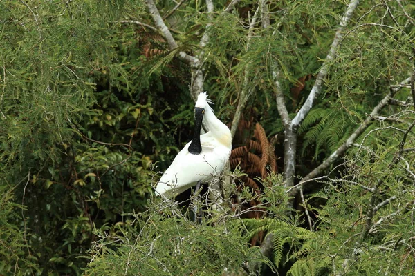 Royal Spoonbill Anidando Desembocadura Del Río Waitangiroto Selva Tropical Costa — Foto de Stock