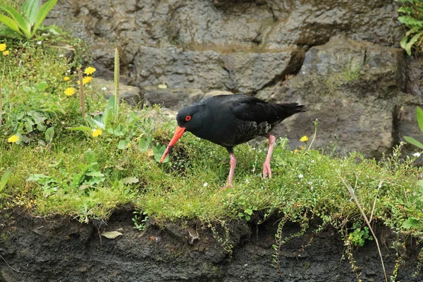 아프리카 검은머리물떼새 Haematopus Moquini 뉴질랜드 — 스톡 사진