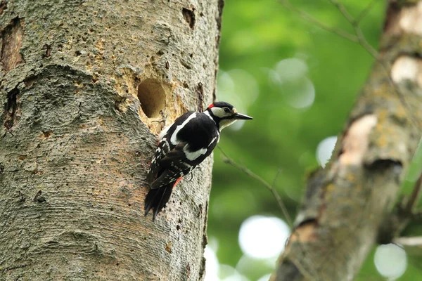 Picchio Maculato Dendrocopos Major — Foto Stock