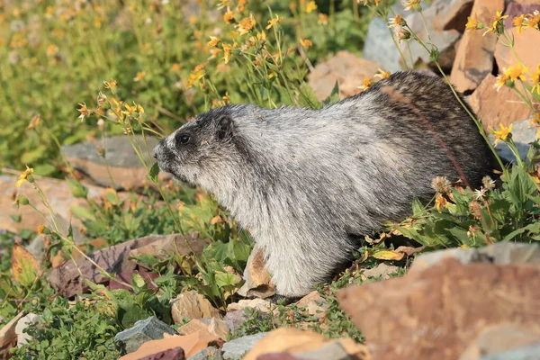 Hoary Marmot Marmota Caligata Glacier Usa — Stockfoto