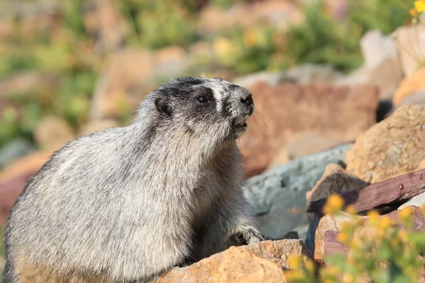 Hoary Marmot Marmota Caligata Glacier Usa — Stockfoto