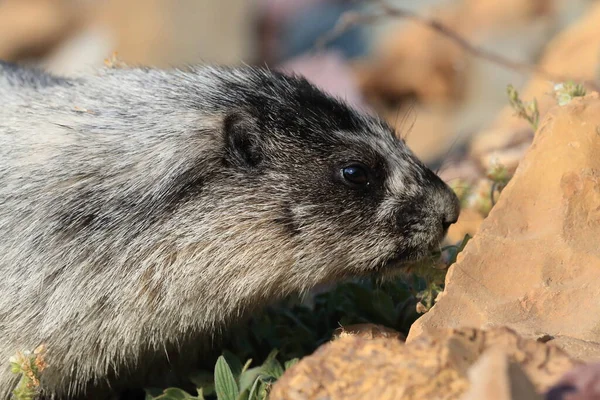 Hoary Marmot Marmota Caligata Glacier Usa — Stockfoto