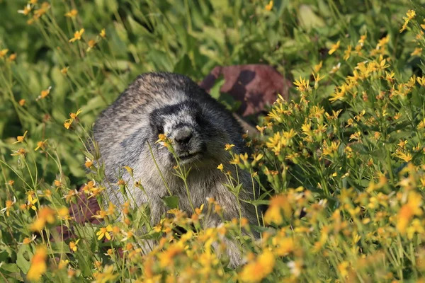 Hoary Marmot Marmota Caligata Glaciar Estados Unidos —  Fotos de Stock