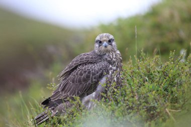young gyrfalcons on the first explorations around the nest,  Iceland clipart