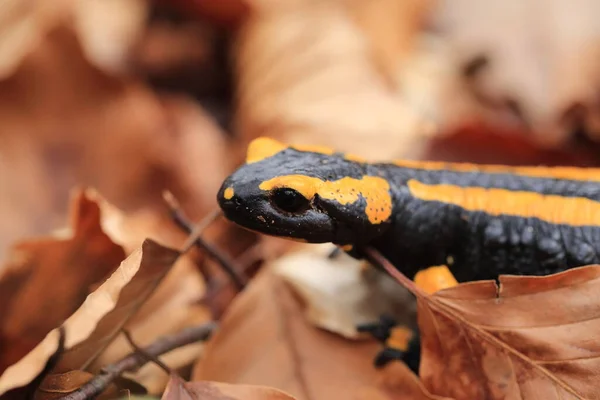 Salamandra Salamandra Salamandra — Fotografia de Stock