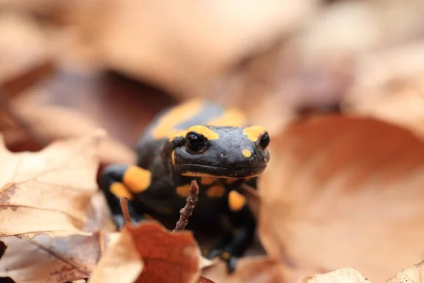 Σαλαμάνδρα Της Φωτιάς Salamandra Salamandra — Φωτογραφία Αρχείου