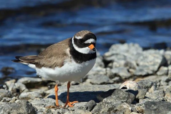 普通环状犁头或环状犁头 Charadrius Hiaticula — 图库照片