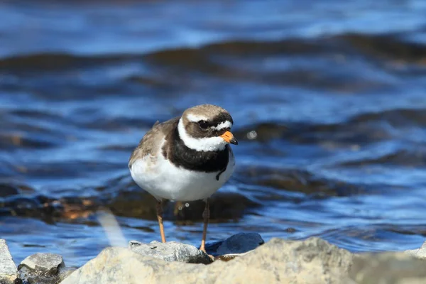 Plover Anelado Comum Plover Anelado Charadrius Hiaticula Islândia — Fotografia de Stock