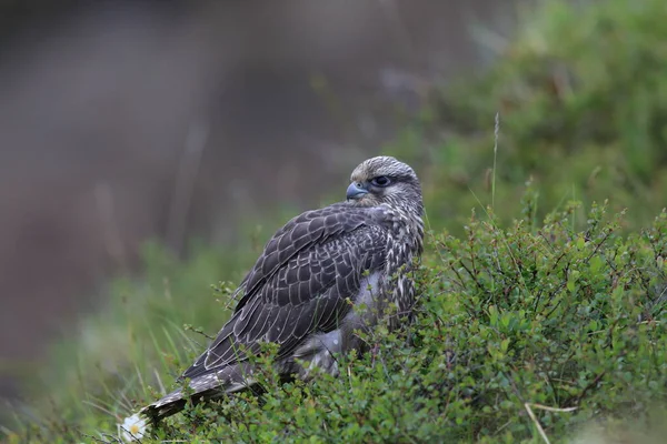 Yuvanın Etrafındaki Ilk Keşifler Olan Zlanda Genç Gyrfalconlar — Stok fotoğraf