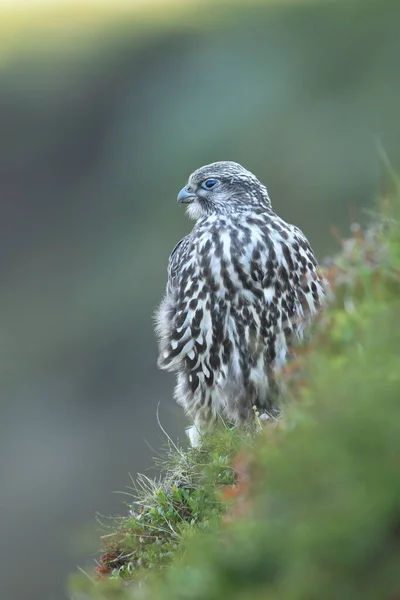 young gyrfalcons on the first explorations around the nest,  Iceland