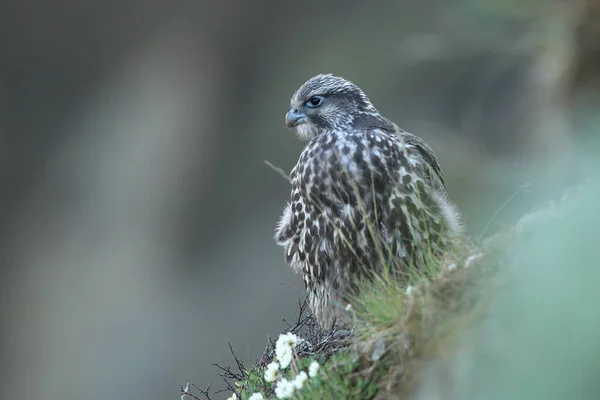 Молодые Gyrfalcons Первых Исследованиях Вокруг Гнезда Исландия — стоковое фото